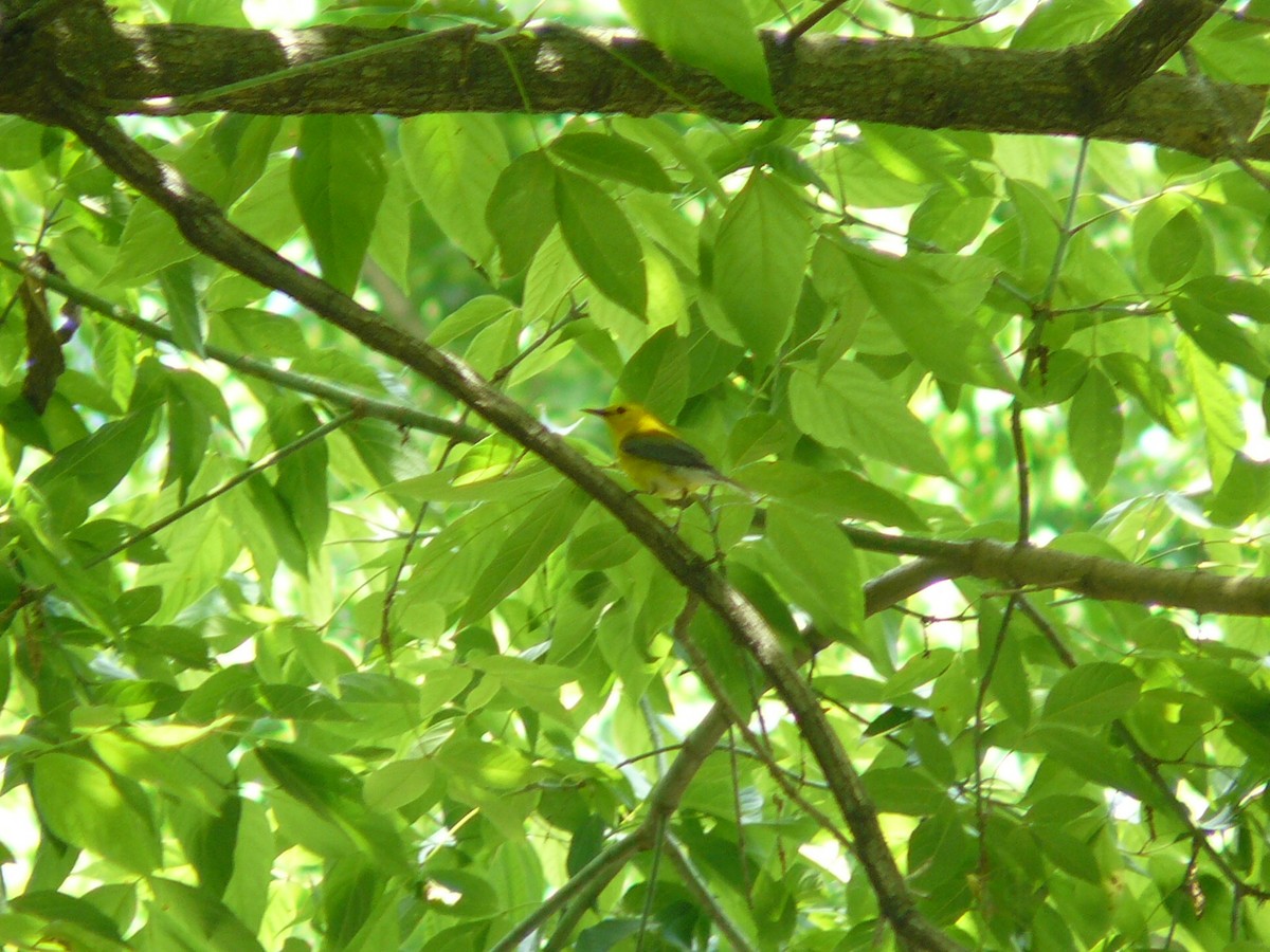 Prothonotary Warbler - ML619821212