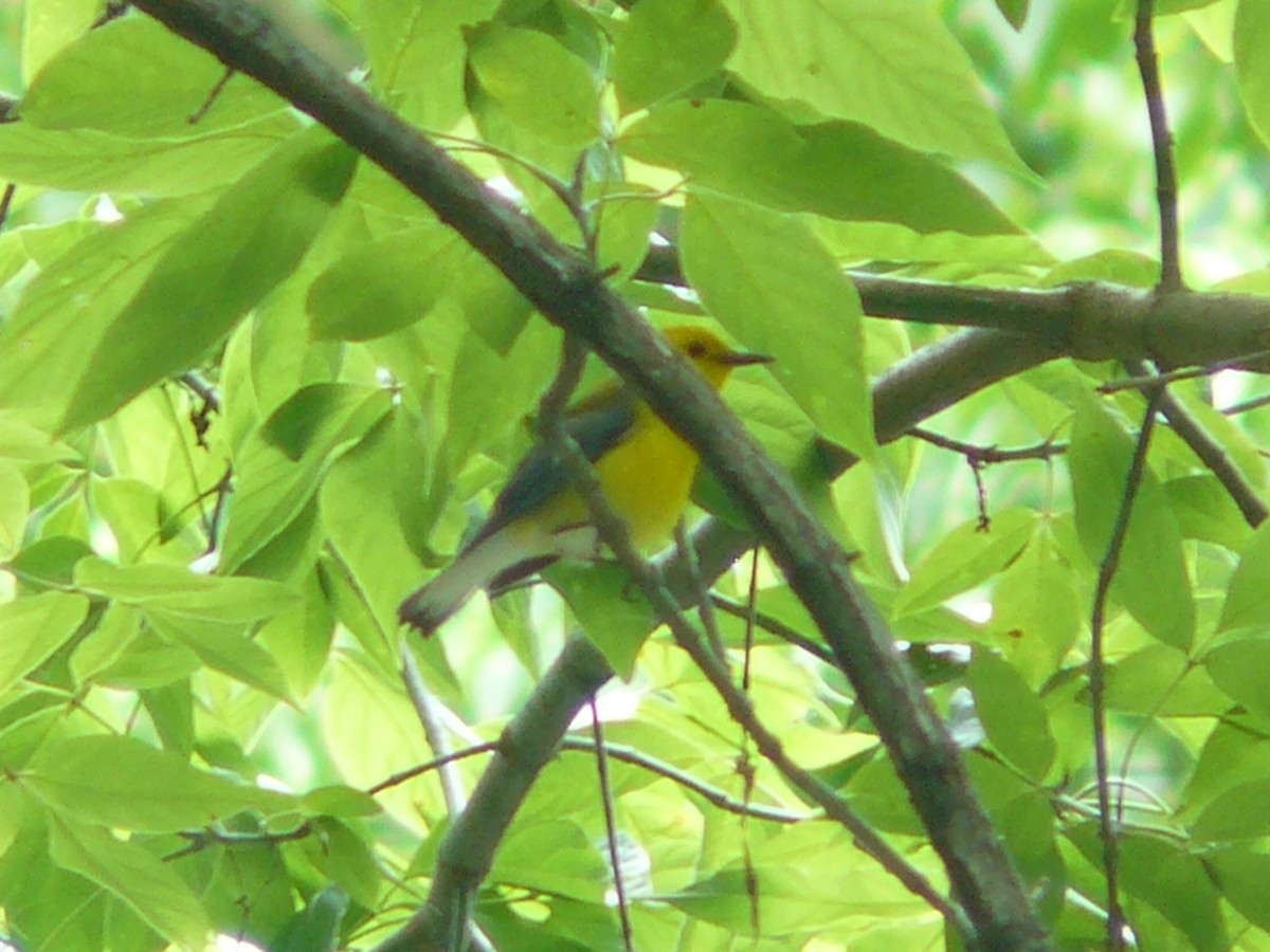 Prothonotary Warbler - ML619821216
