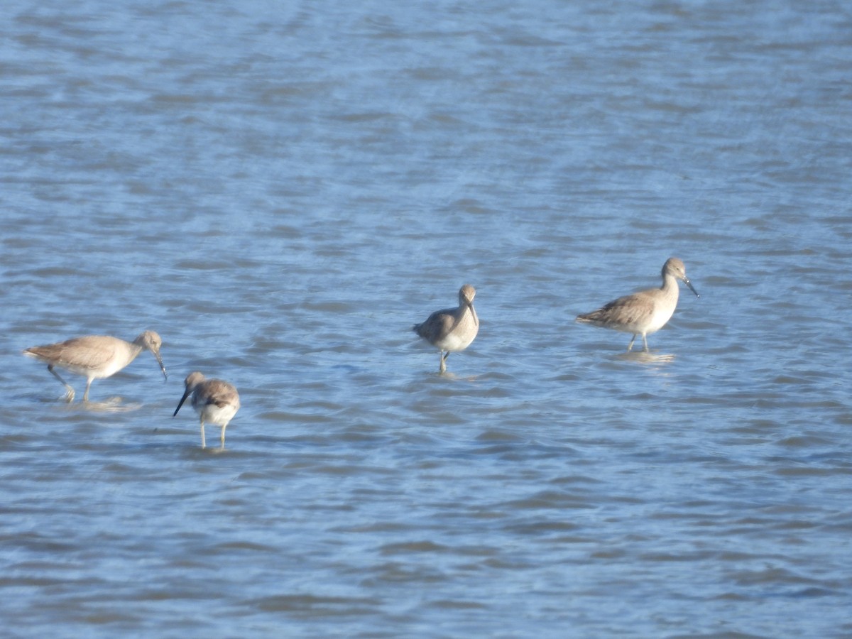 Willet - ML619821218