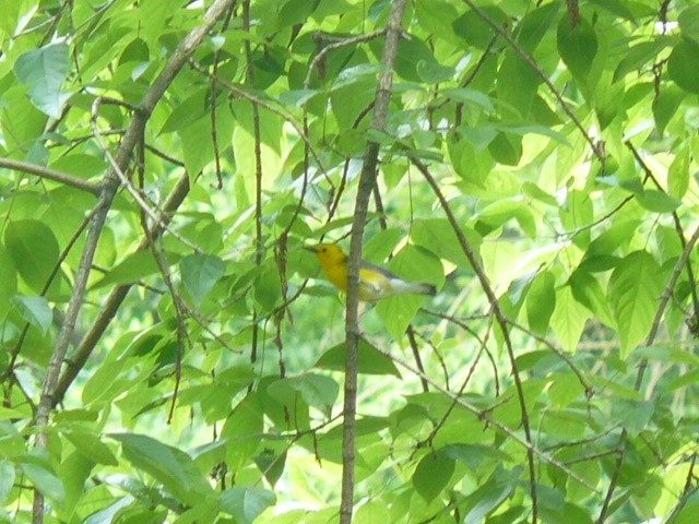 Prothonotary Warbler - ML619821224