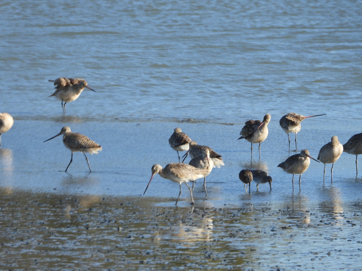 Marbled Godwit - ML619821237