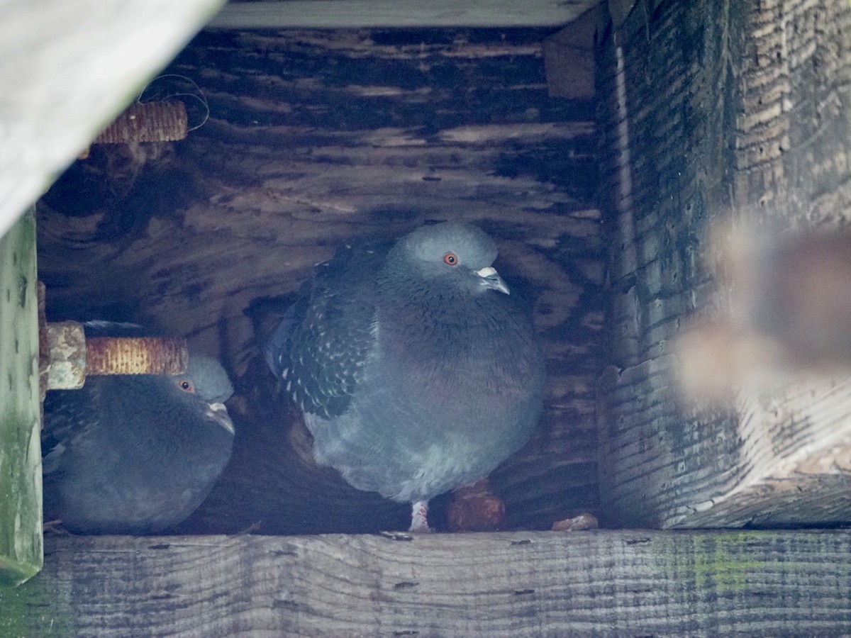 Rock Pigeon (Feral Pigeon) - ML619821248
