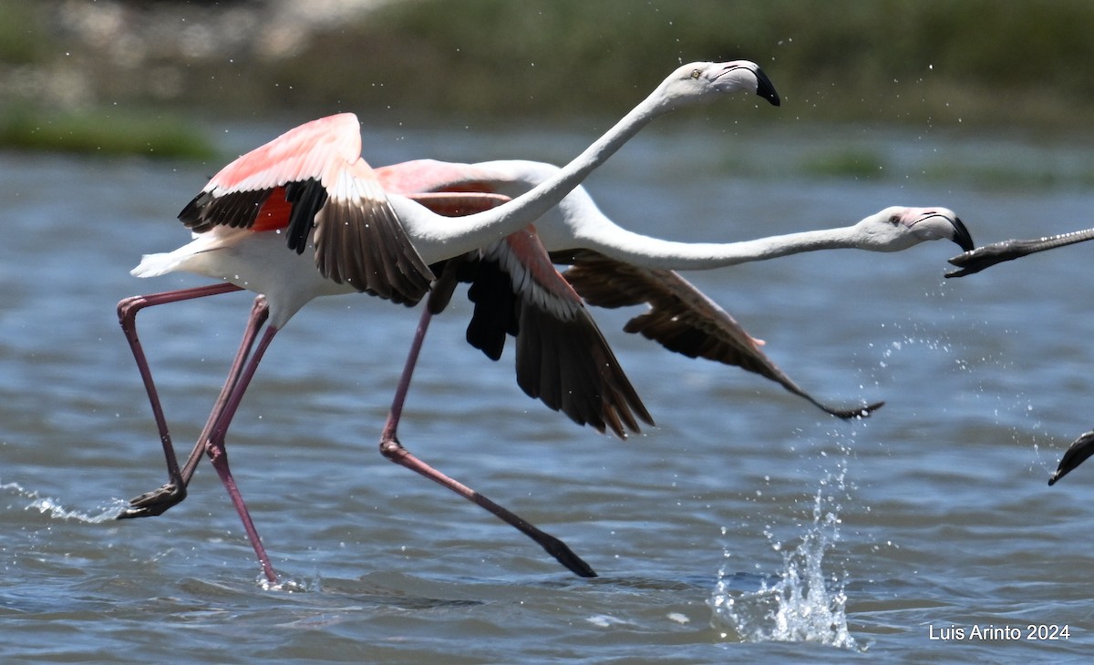 Greater Flamingo - ML619821250