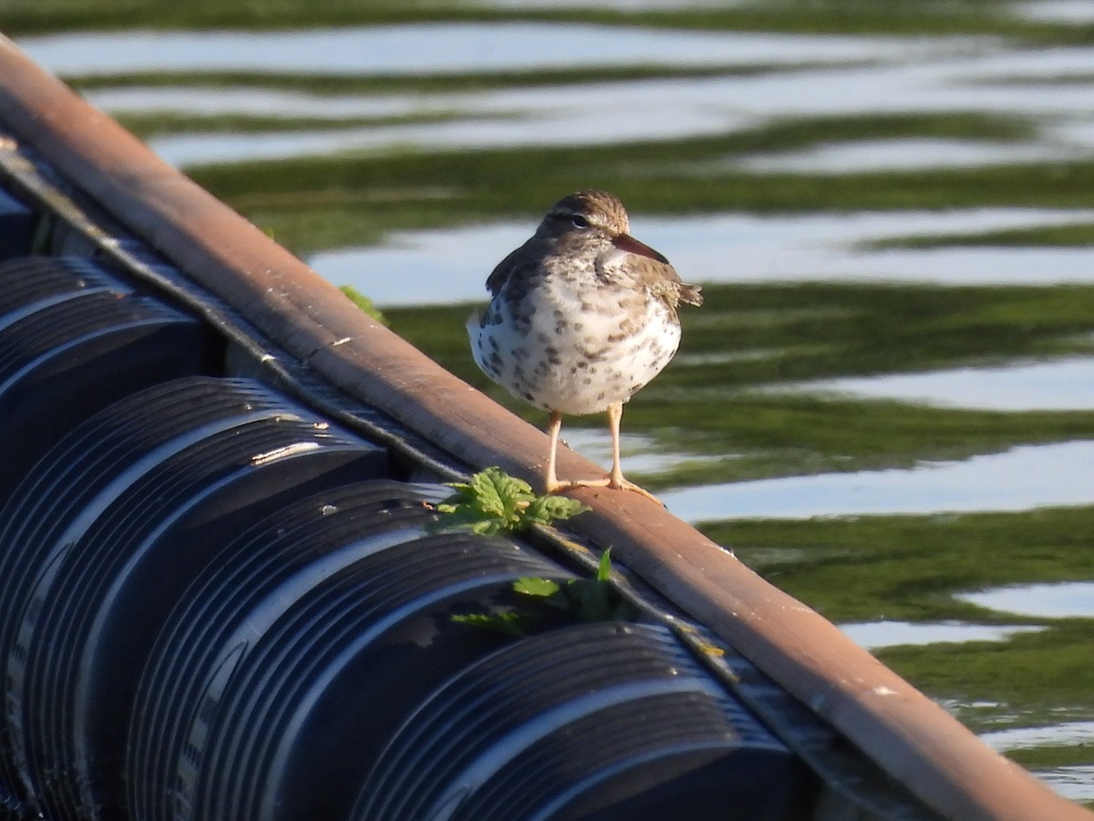 Spotted Sandpiper - ML619821254