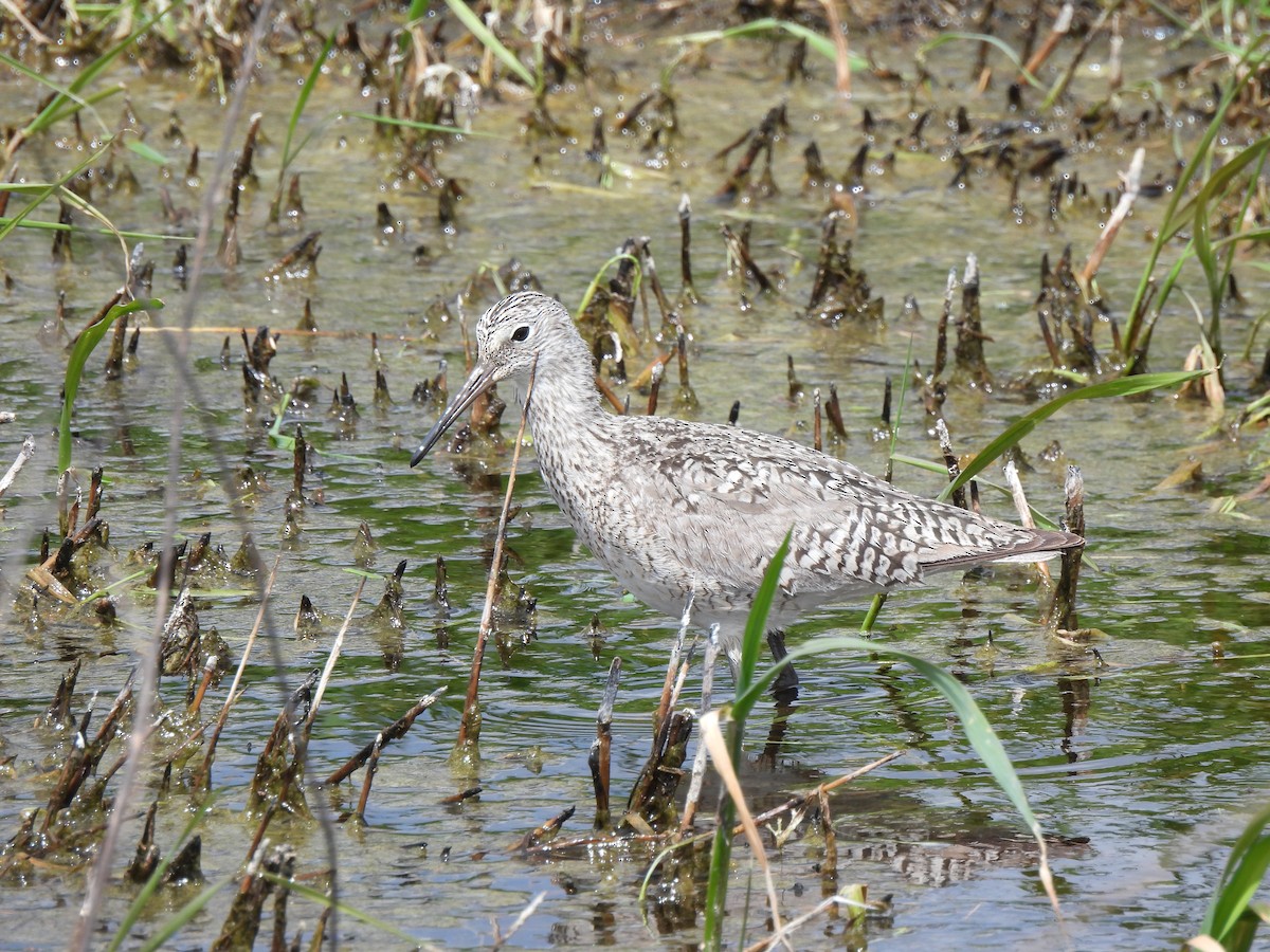 Willet - Brad Robinson