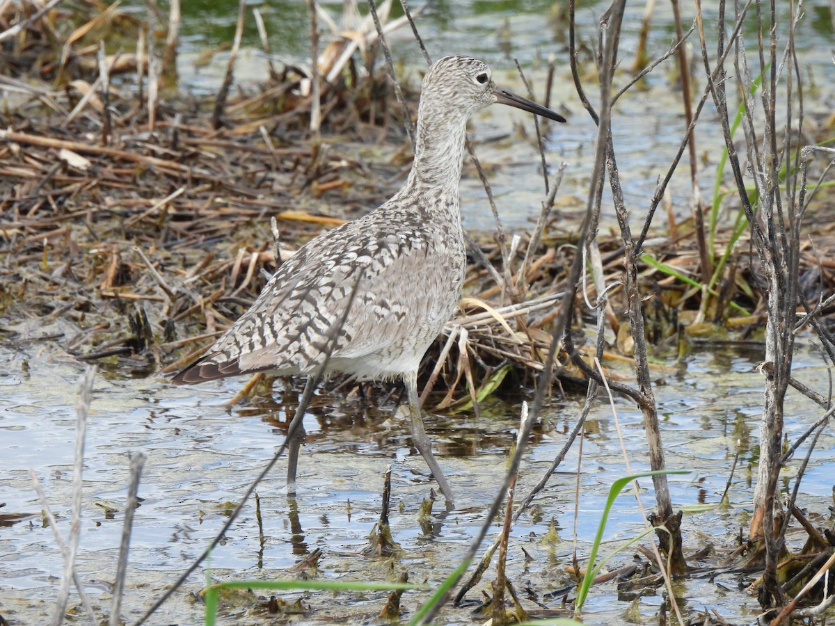 Willet - Brad Robinson