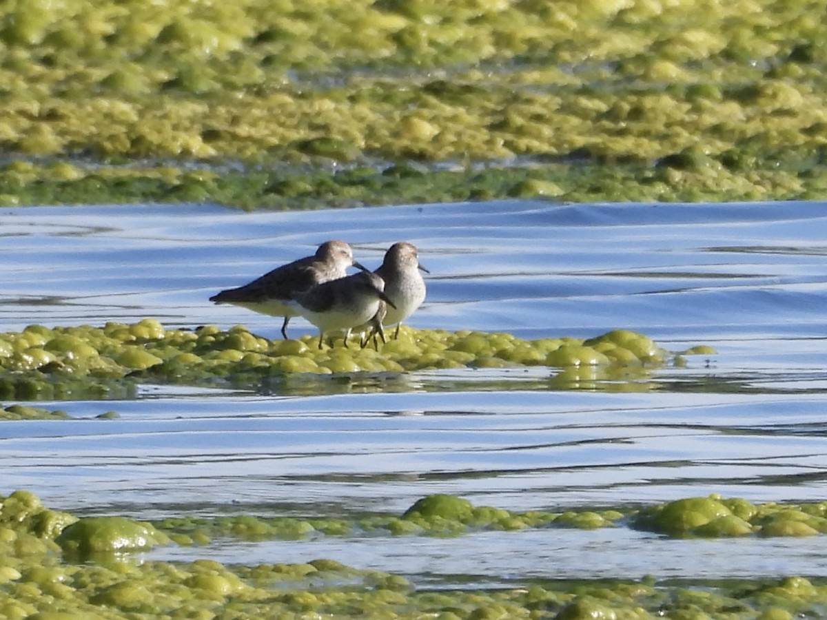 Semipalmated Sandpiper - ML619821272