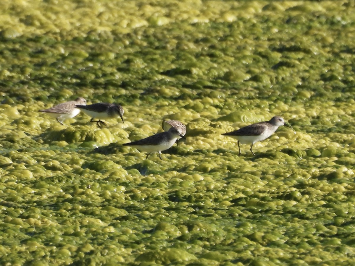 Semipalmated Sandpiper - ML619821273