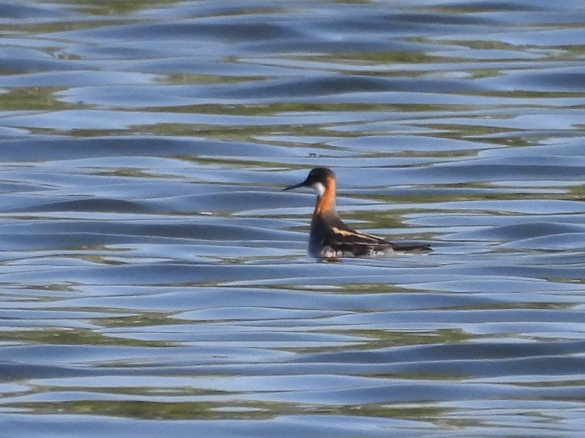 Red-necked Phalarope - ML619821291