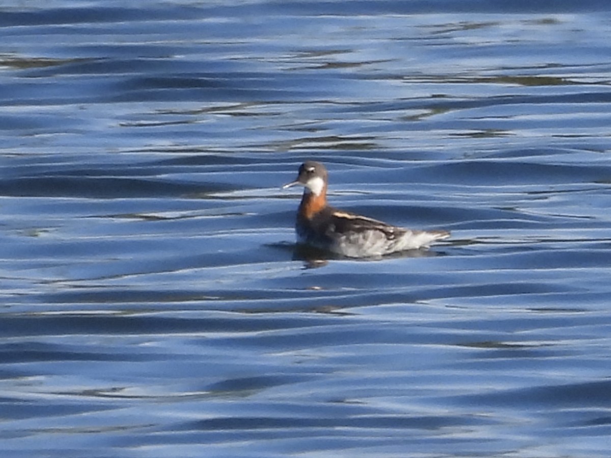 Red-necked Phalarope - ML619821292