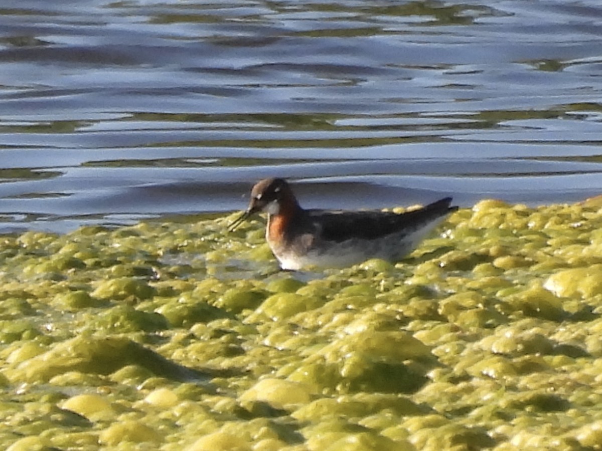 Phalarope à bec étroit - ML619821293