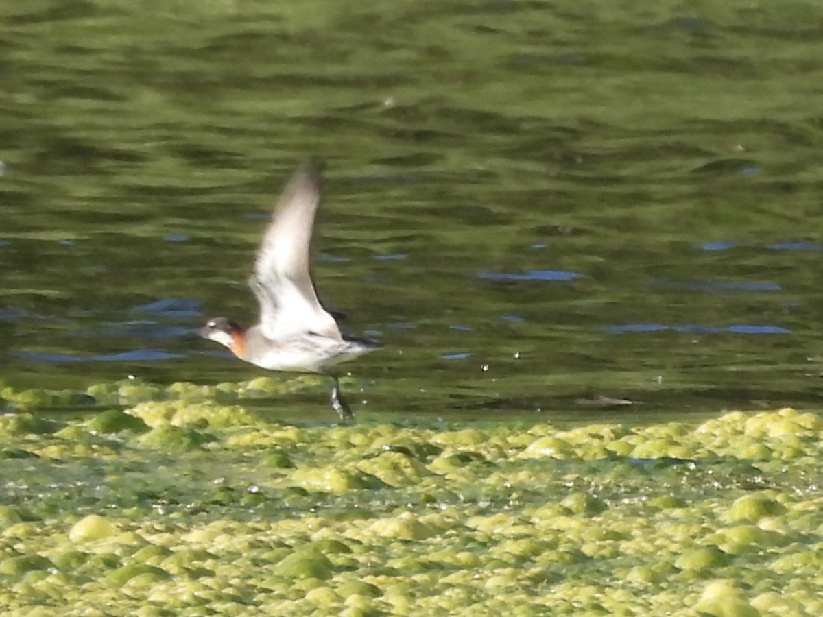 Red-necked Phalarope - ML619821294