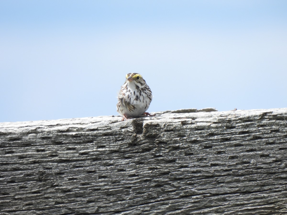 Savannah Sparrow - ML619821304