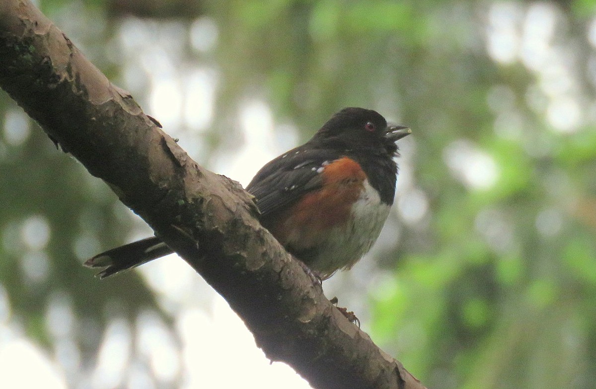 Spotted Towhee - ML619821307