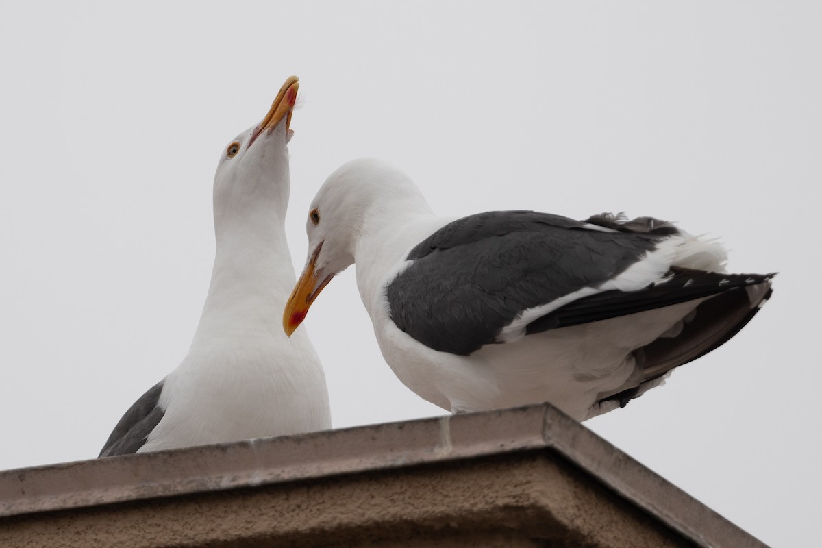 Western Gull - ML619821323