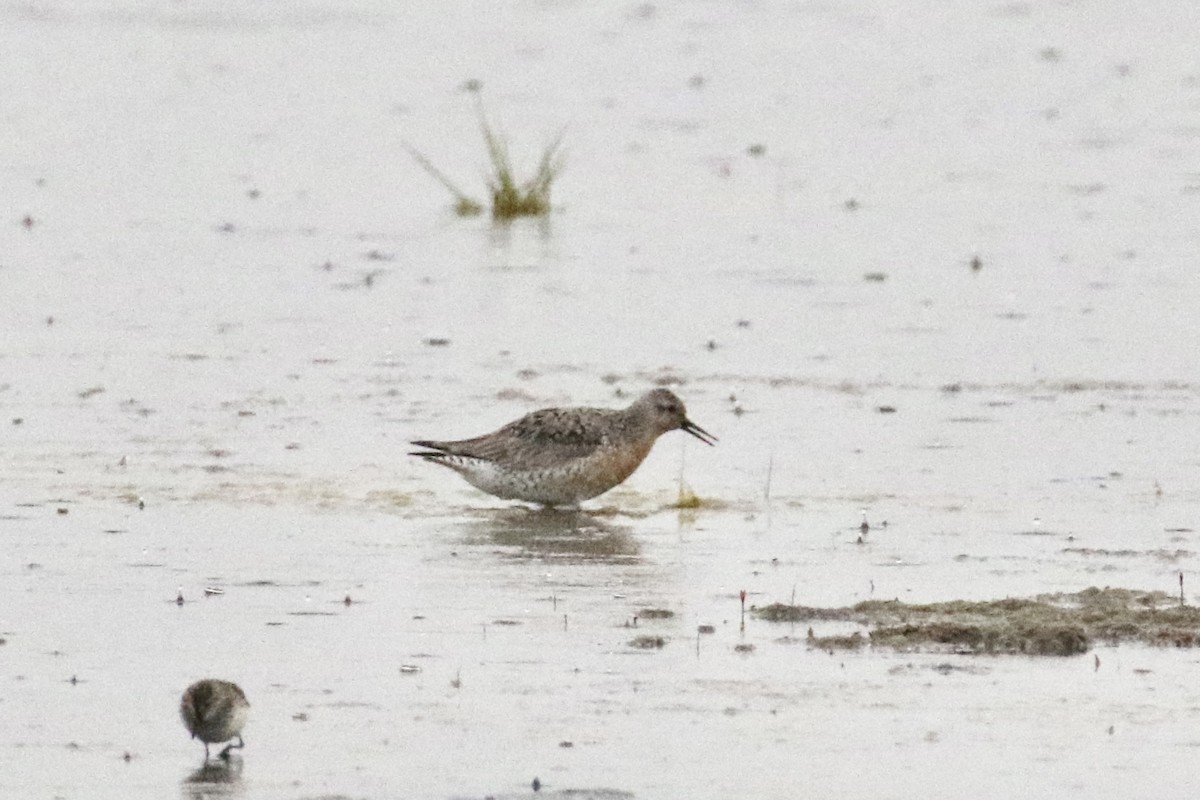 Red Knot - ML619821345