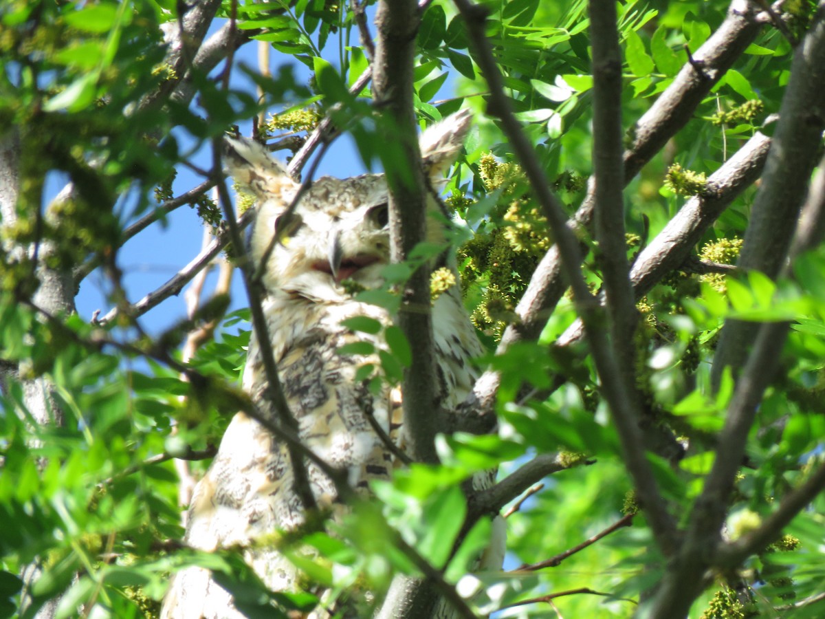 Great Horned Owl - ML619821347