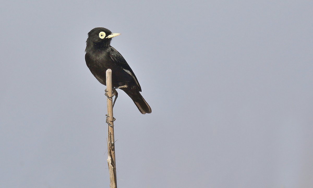 Spectacled Tyrant - ML619821349
