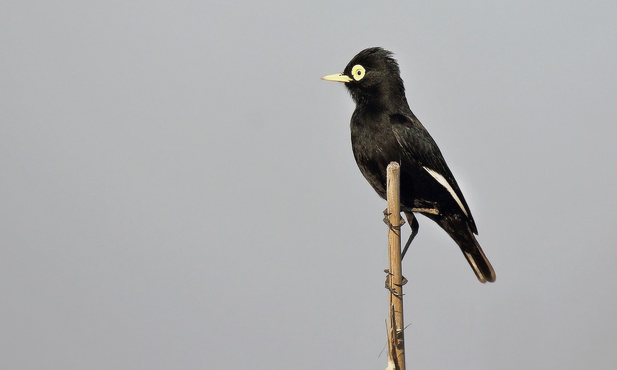 Spectacled Tyrant - ML619821350