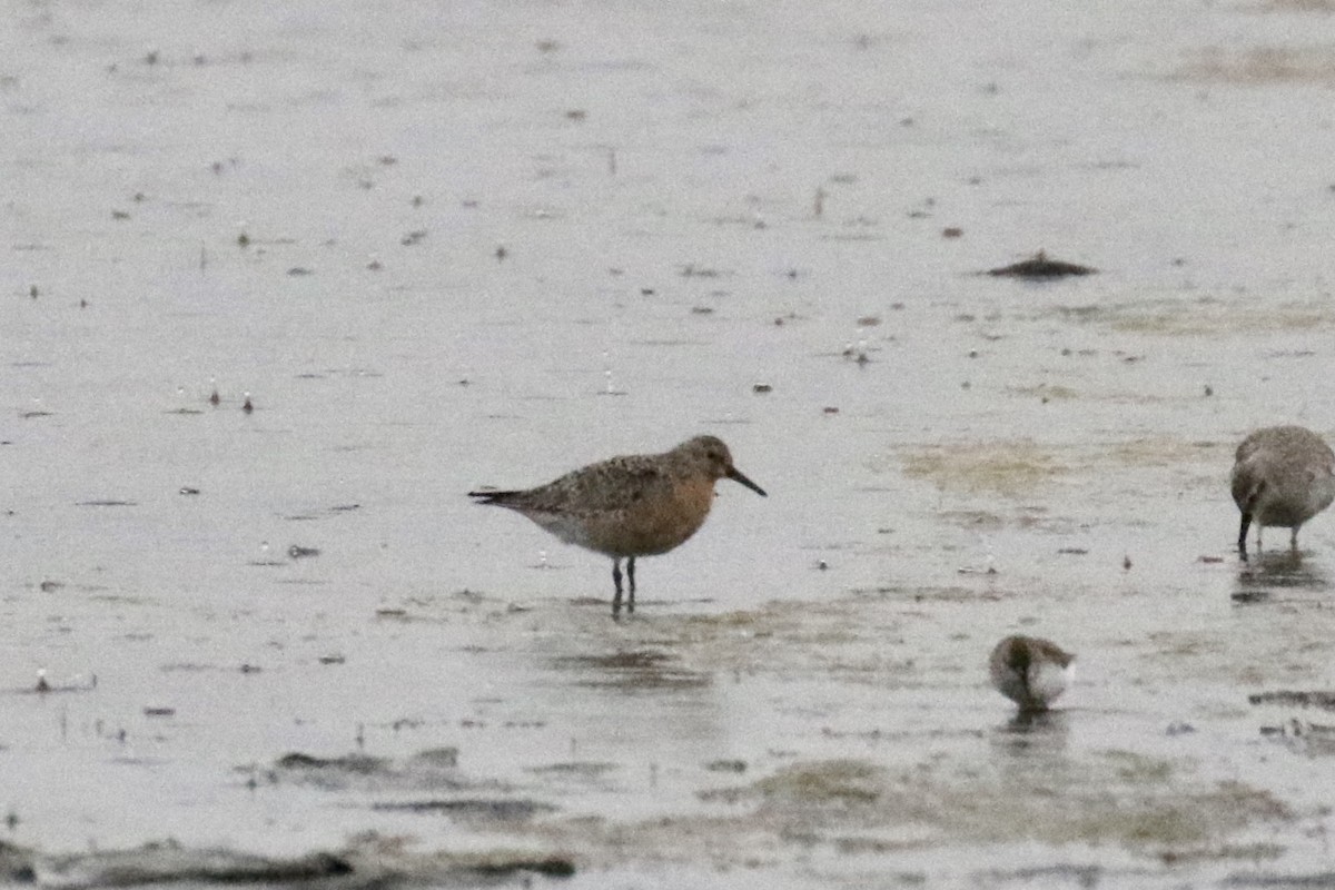 Red Knot - ML619821353