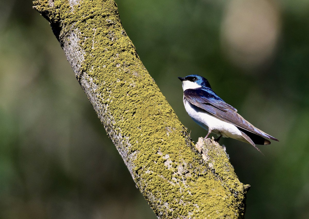 Tree Swallow - ML619821362