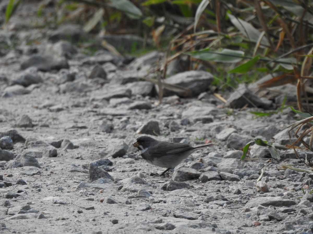 Double-collared Seedeater - ML619821364