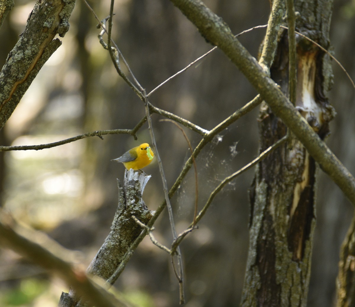 Prothonotary Warbler - Ezra Garfield