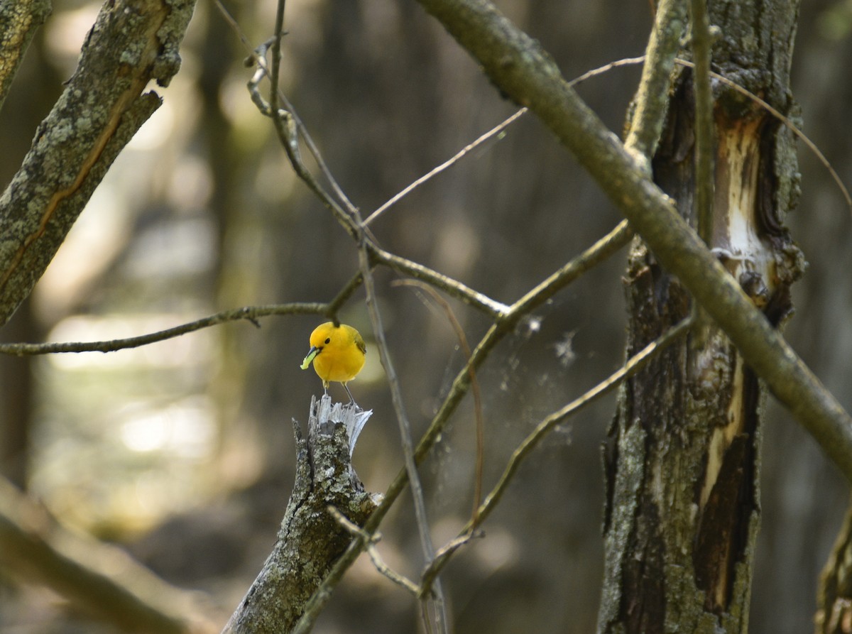 Prothonotary Warbler - ML619821404