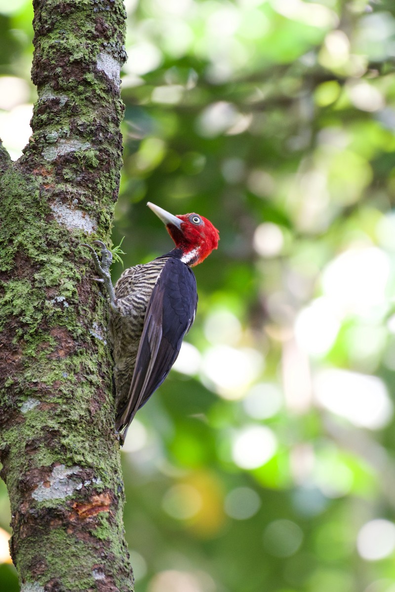 Pale-billed Woodpecker - ML619821414