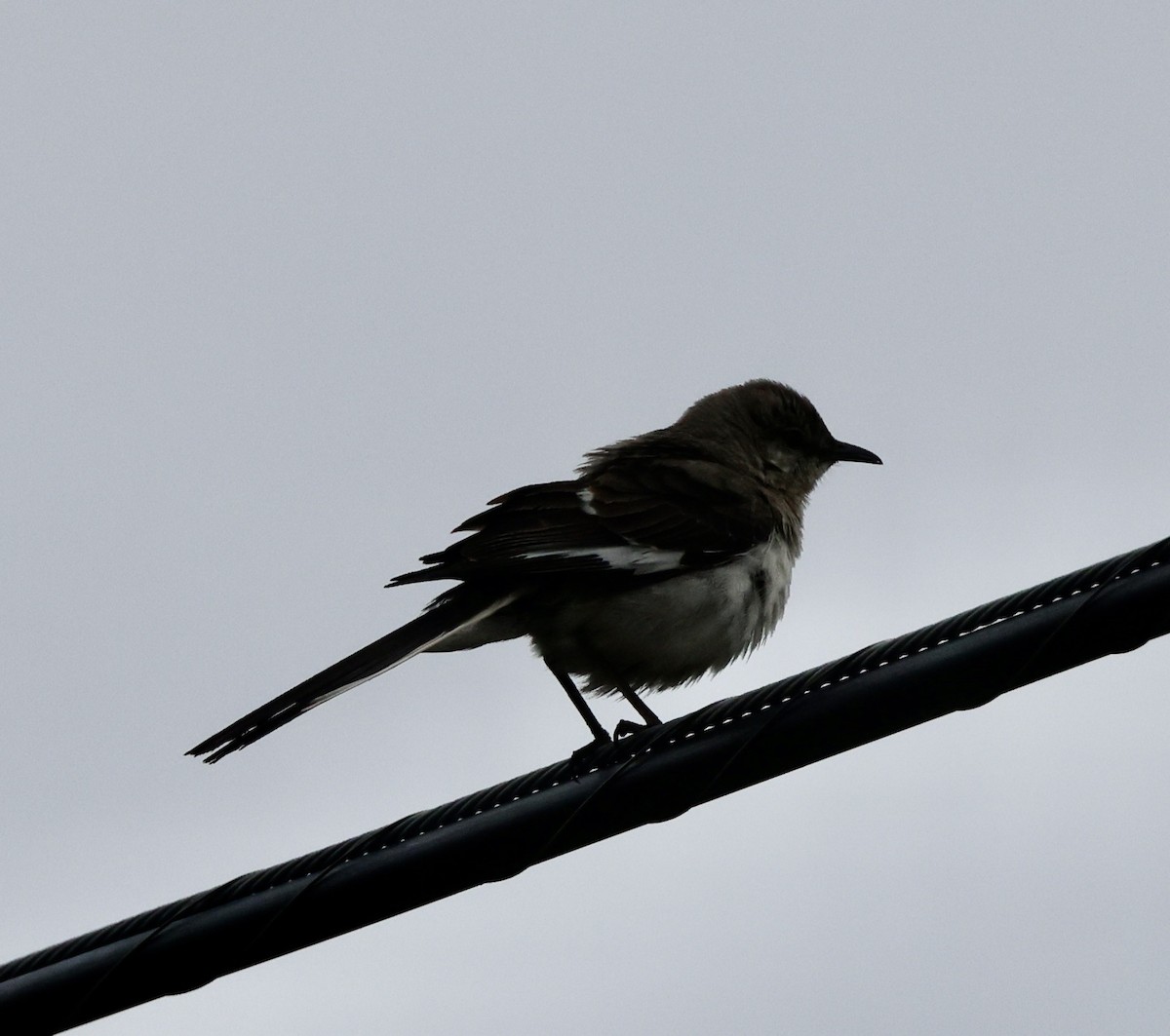 Northern Mockingbird - ML619821423