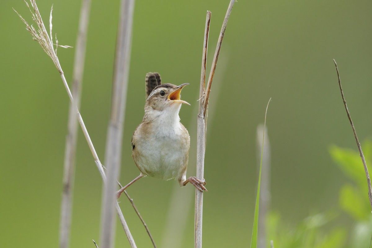 Marsh Wren - ML619821457