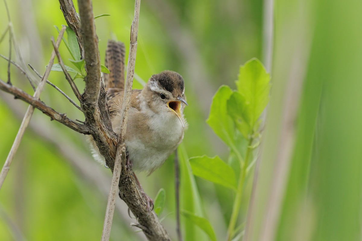 Marsh Wren - ML619821462