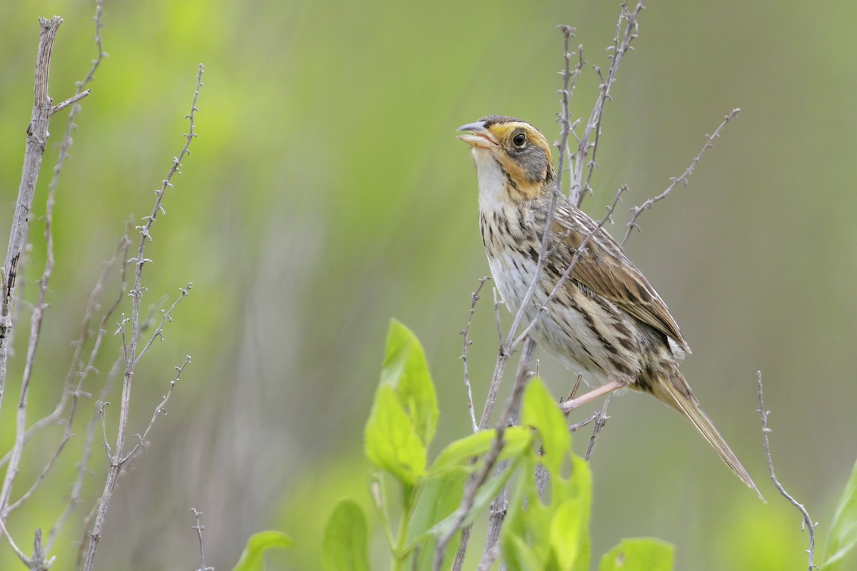 Saltmarsh Sparrow - ML619821478