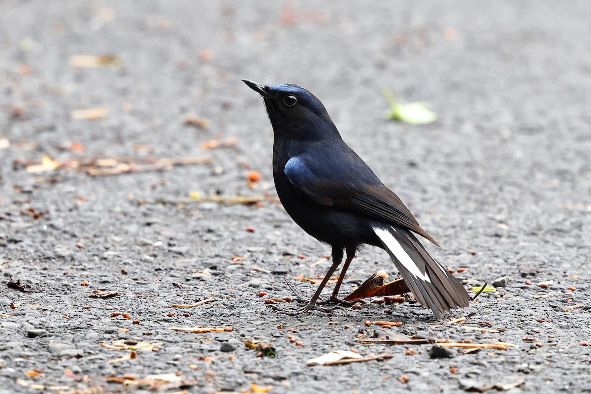 White-tailed Robin (White-tailed) - ML619821485