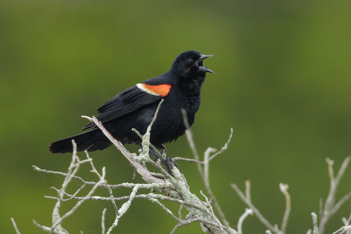 Red-winged Blackbird - ML619821488