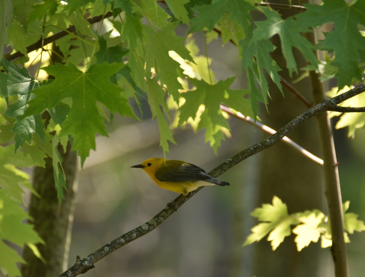 Prothonotary Warbler - ML619821498