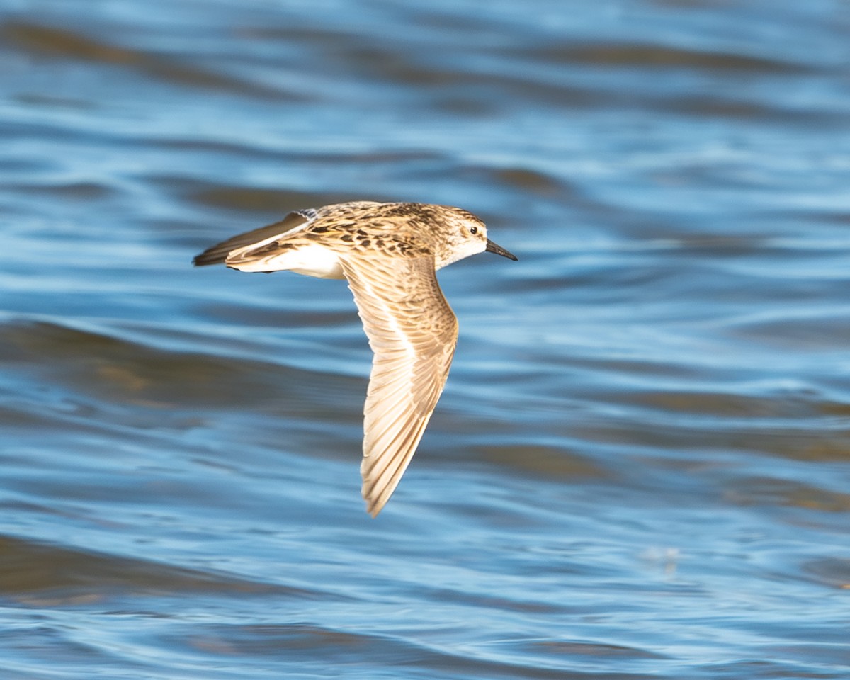 Semipalmated Sandpiper - ML619821555