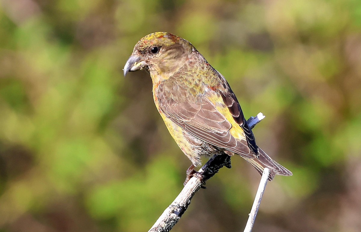 Red Crossbill - ML619821587