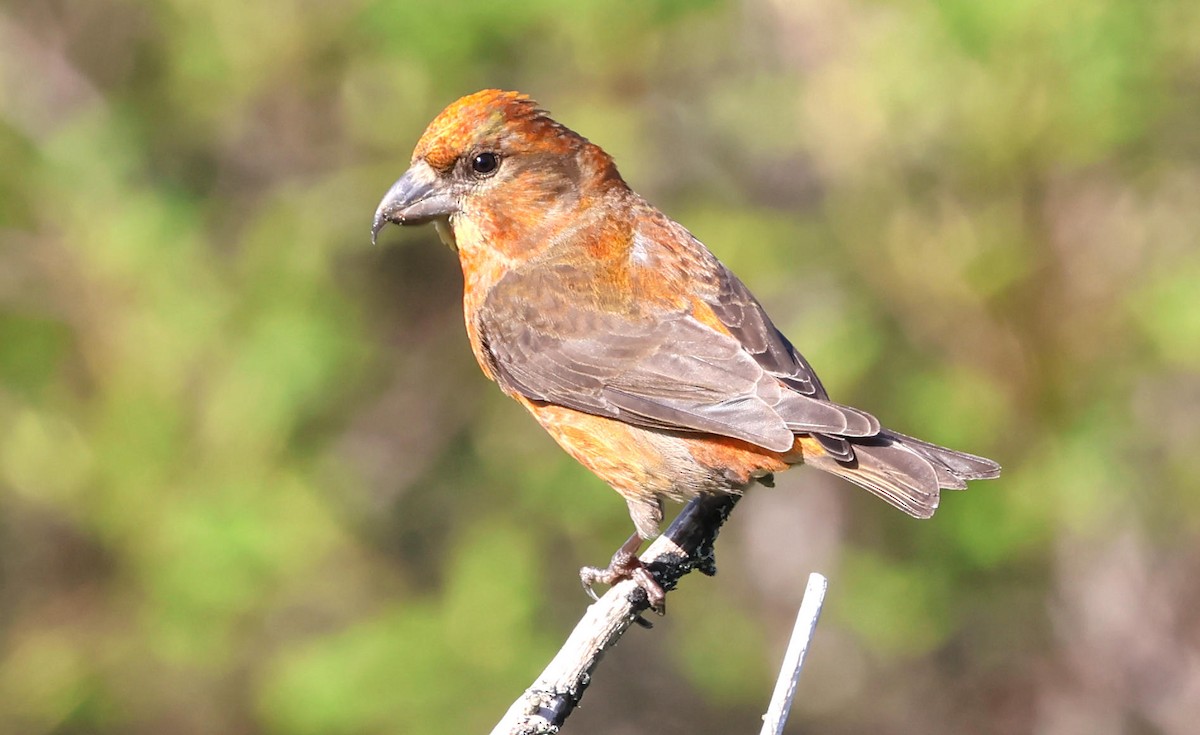 Red Crossbill - ML619821589