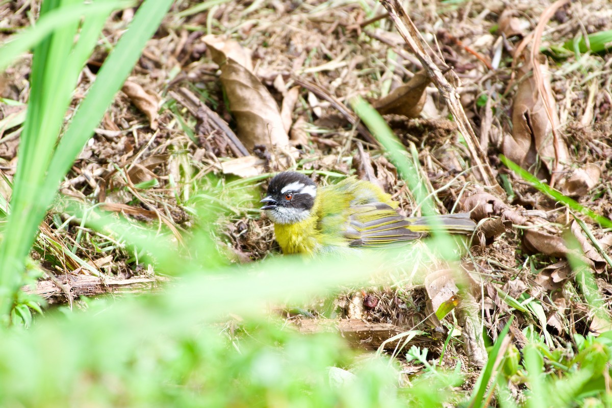 Sooty-capped Chlorospingus - ML619821604