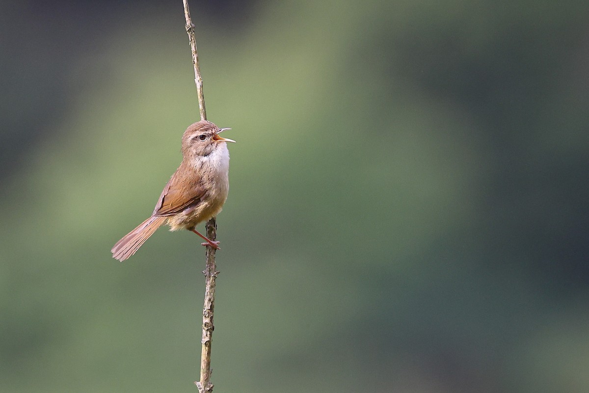 Brownish-flanked Bush Warbler (Taiwan) - ML619821631