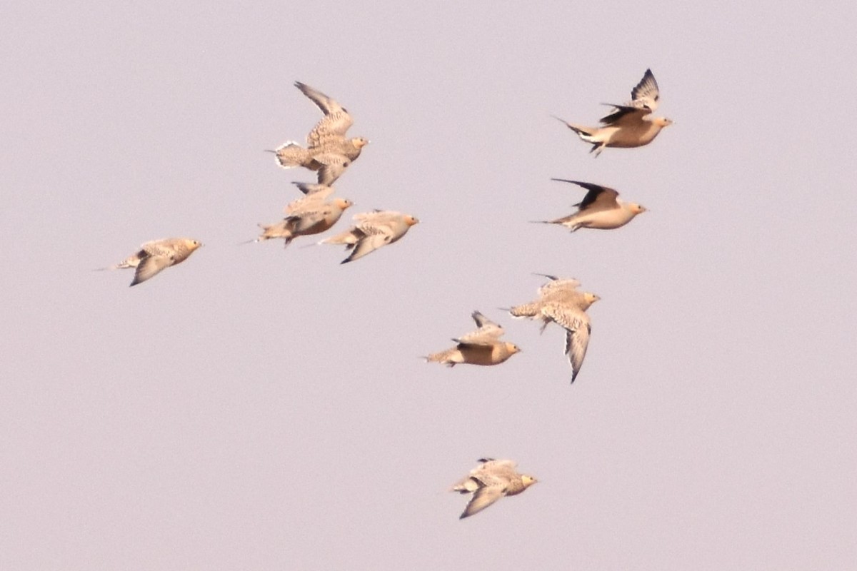 Spotted Sandgrouse - Aurora Varda