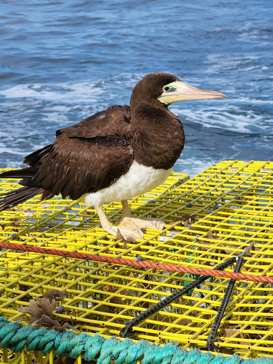 Brown Booby - ML619821664