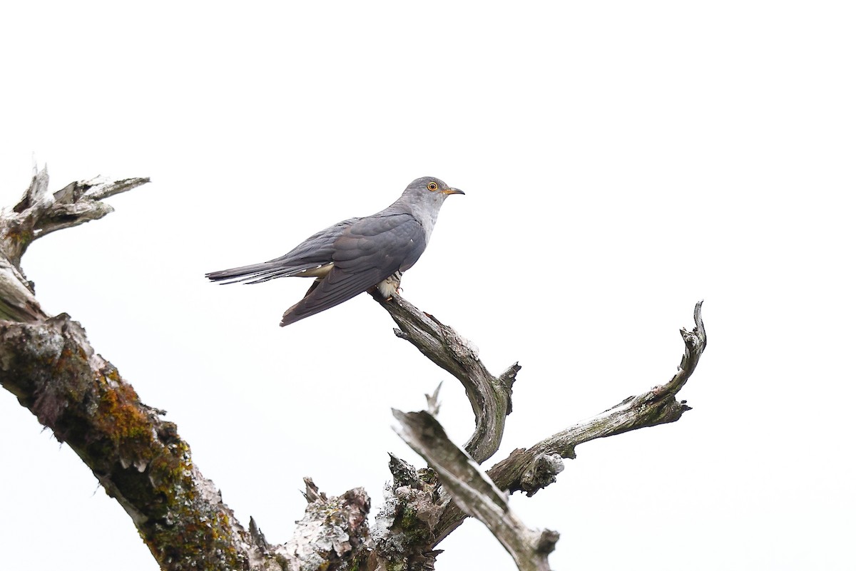 Oriental Cuckoo - ML619821666