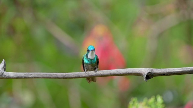 Colibrí Ventricastaño - ML619821677