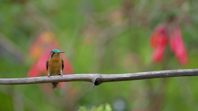 Colibrí Ventricastaño - ML619821678