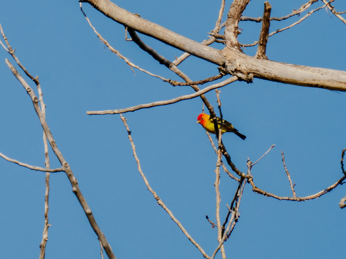 Western Tanager - ML619821684
