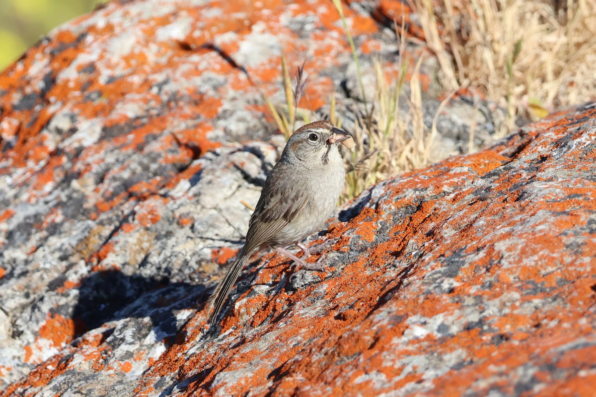 Rufous-crowned Sparrow - ML619821685