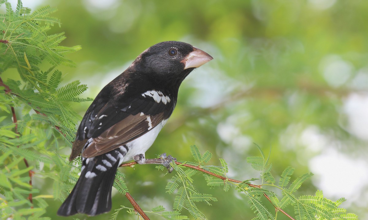 Rose-breasted Grosbeak - ML619821687