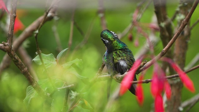 Colibri à ventre châtain - ML619821691